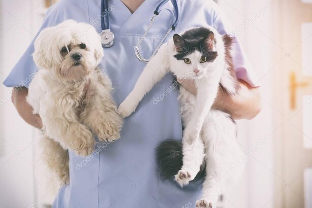 Veteriner kliniğinde tedavi gören kedi veya köpek