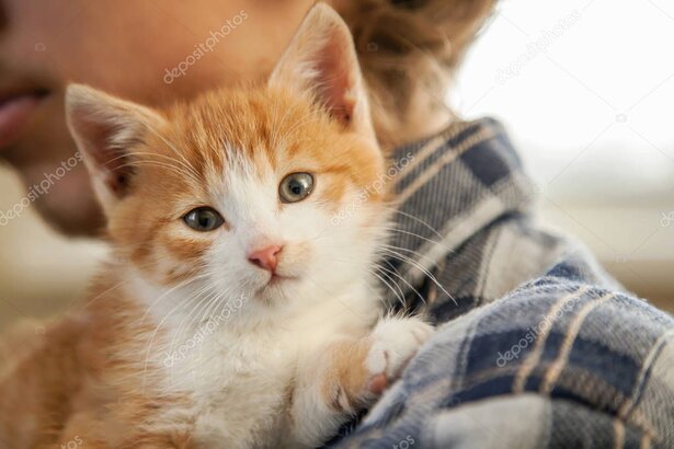 Kurtarılan kedi ve köpeklere ait mutlu anlar kolajı