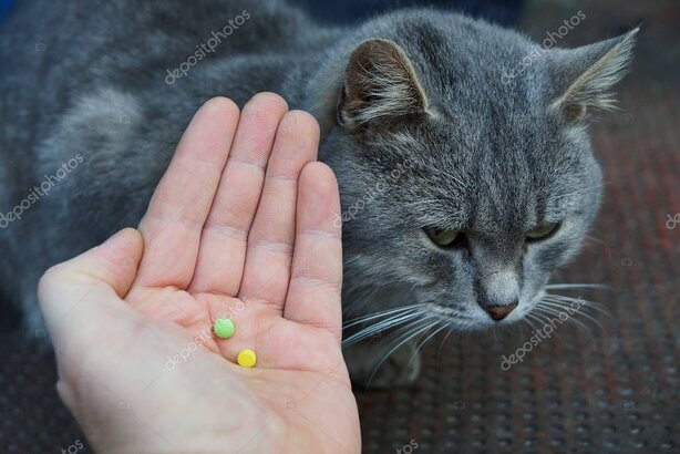 Kedi için veteriner ilaçları ve reçete