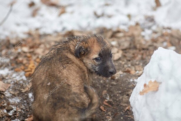 Kışın barınakta dinlenen sokak köpeği