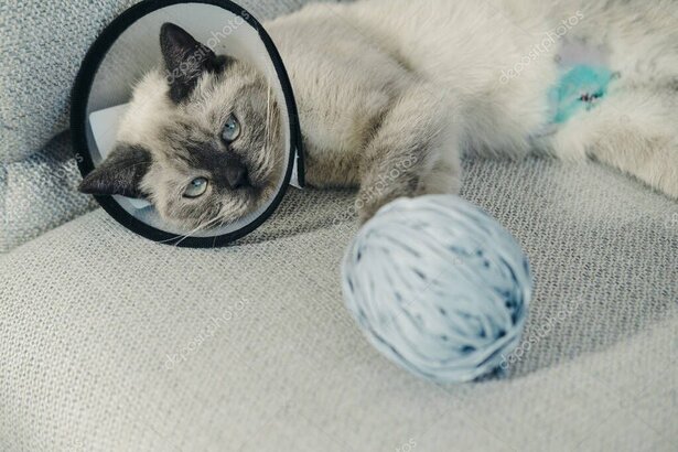Yeni bir eve alışmaya çalışan kedi