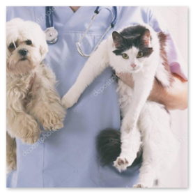 Veteriner kliniğinde kontrol edilen kedi ve köpek