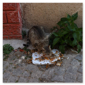Sokakta mama yiyen birkaç kedi