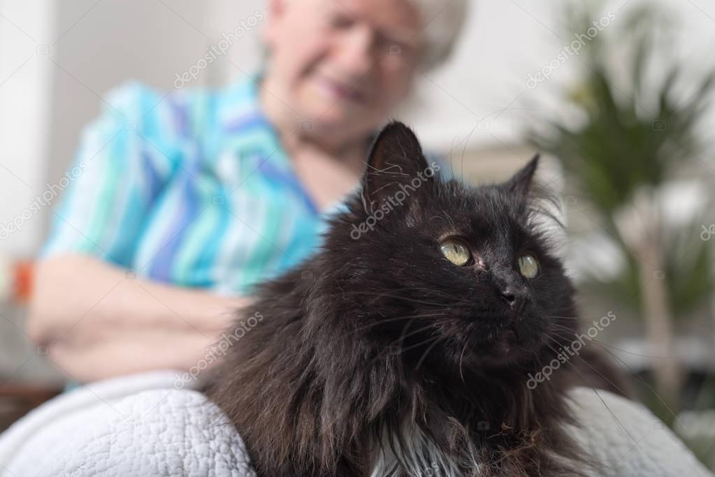 Battaniye üzerinde dinlenen yaşlı kedi
