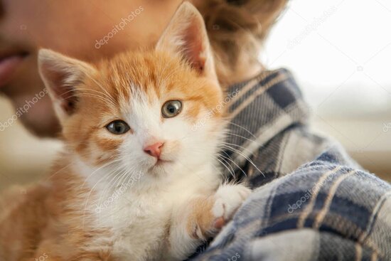 Kurtarılan kedi ve köpeklere ait mutlu anlar kolajı