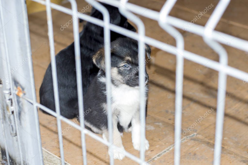 Uzun süredir barınakta yaşayan yaşlı köpek