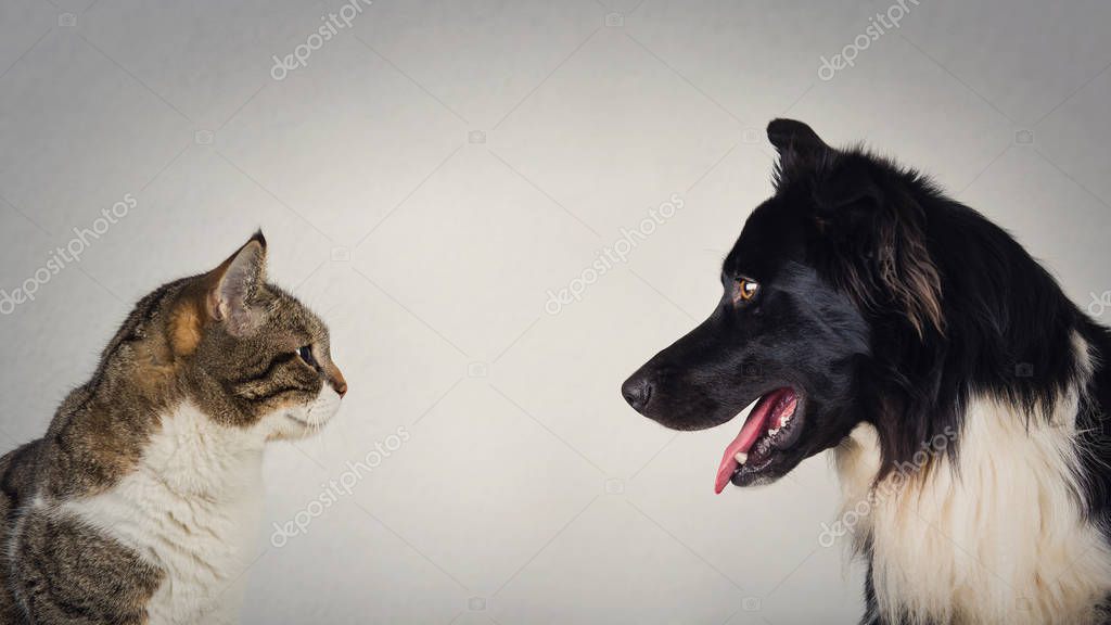 Kedi ve köpek profillerinden oluşan bir kolaj