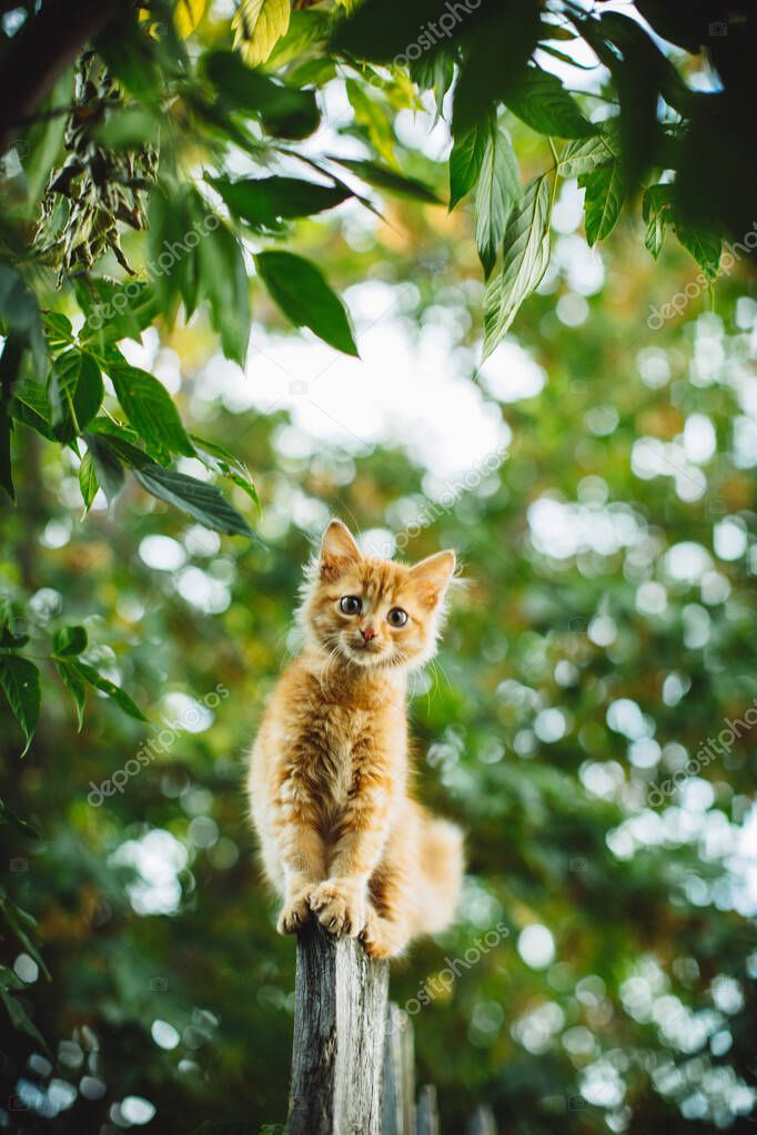 Yatakta dinlenen tedavi altındaki kedi