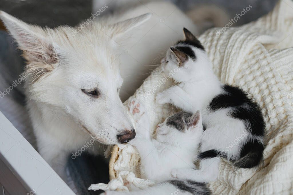 Yeni yuvasına giden kedi ve köpek çizimi