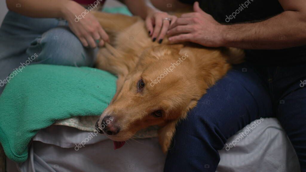Ameliyat sonrası dinlenen köpeğin iyileşme sürecini gösteren video ön izlemesi