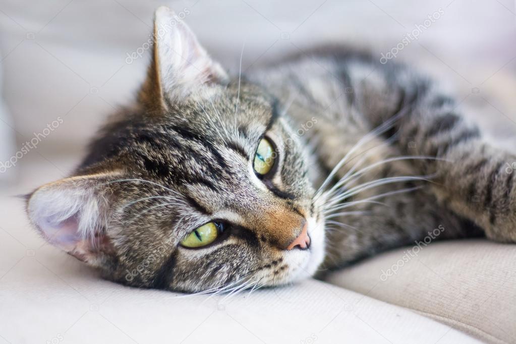 Yumuşak ışıkta iç mekânda oturan tekir kedi