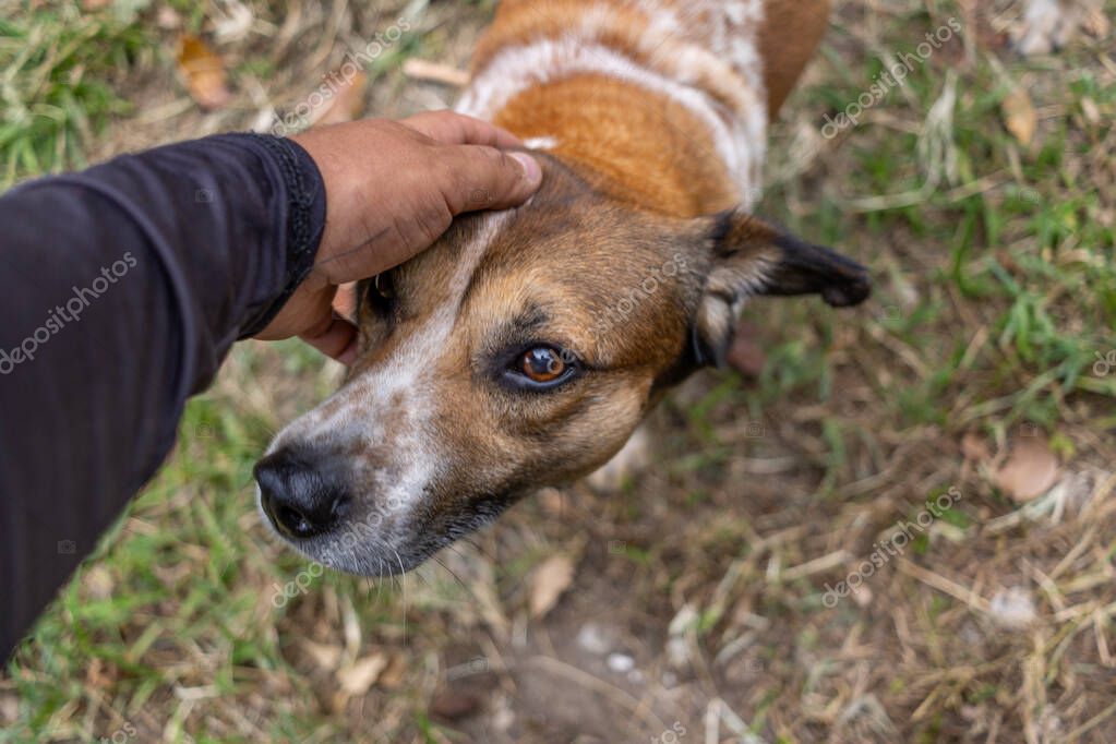 Parkta gezinti yapan ve sahiplendirme bekleyen köpek