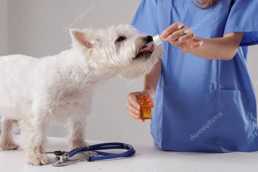 Klinikte tedavi gören bir köpek