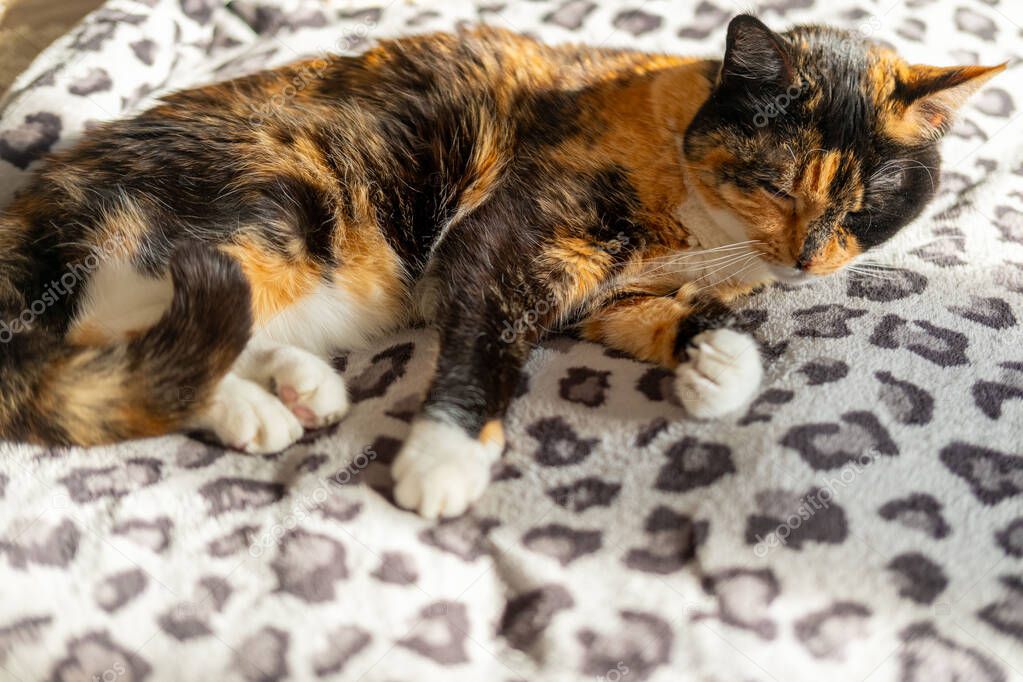 Battaniye üzerinde dinlenen yaşlı kedi