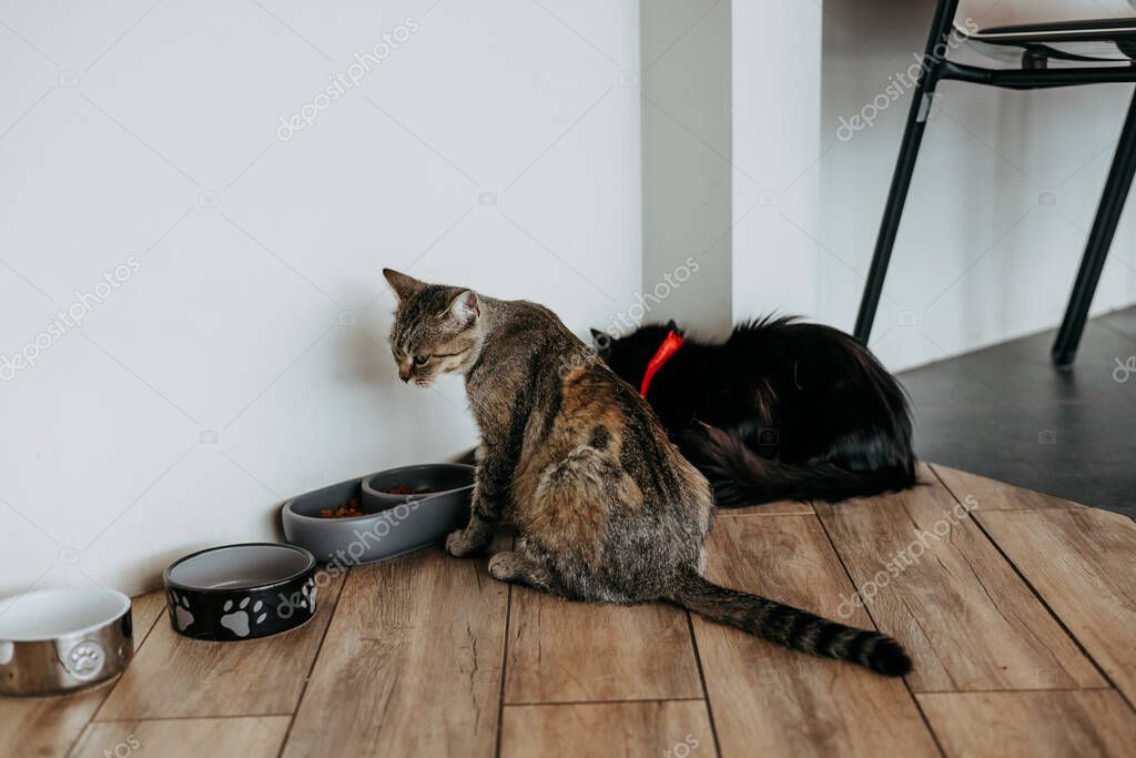 Sahiplendirme bekleyen siyah kedi