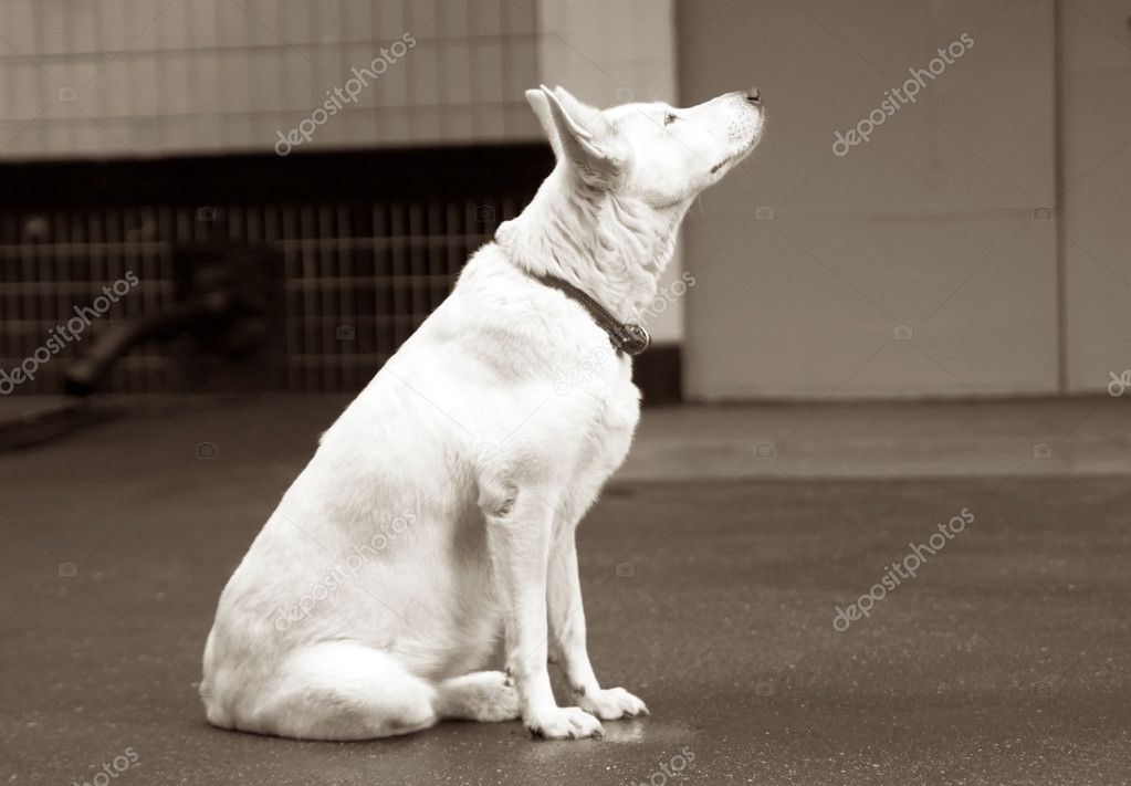 Gülümser gibi bakan sokak köpeği