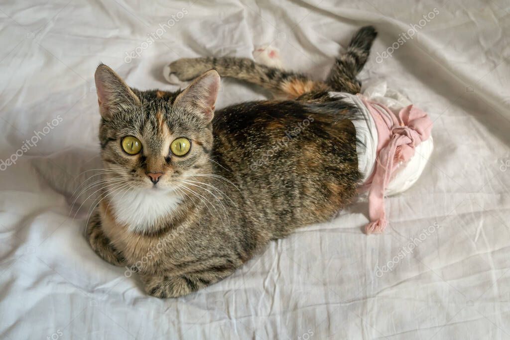 Tedavi öncesi ve sonrası fotoğrafları yan yana görünen kedi