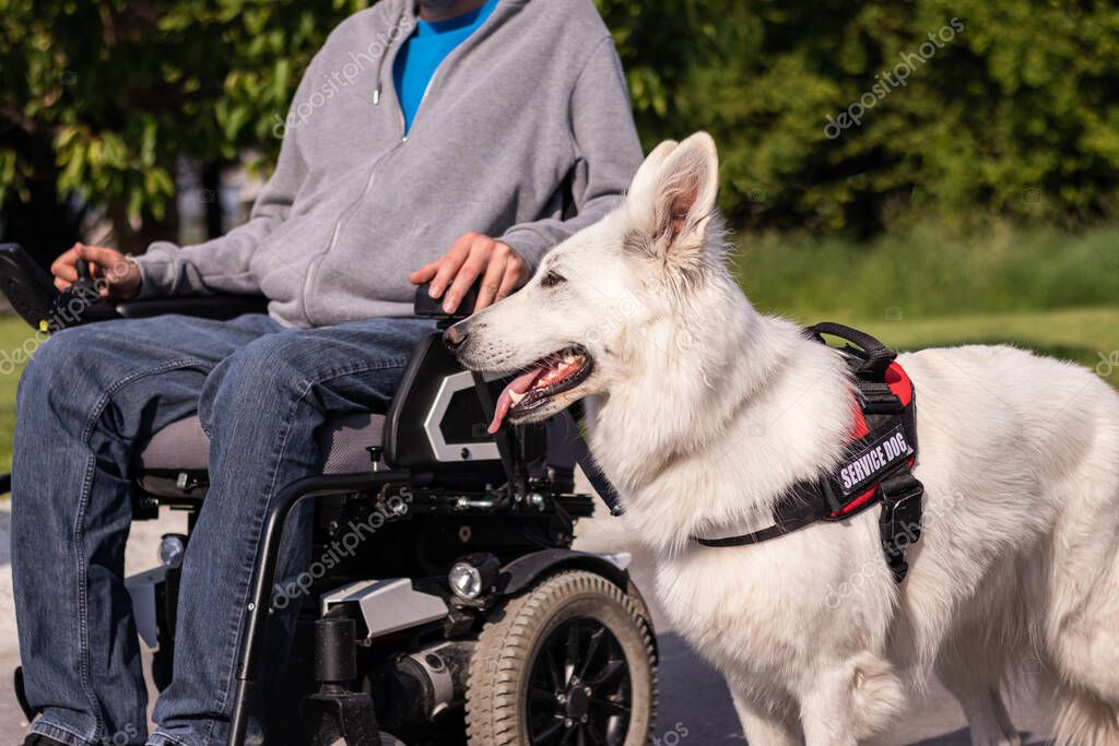 İyileşme sürecinde yürüyüşe çıkarılan köpek