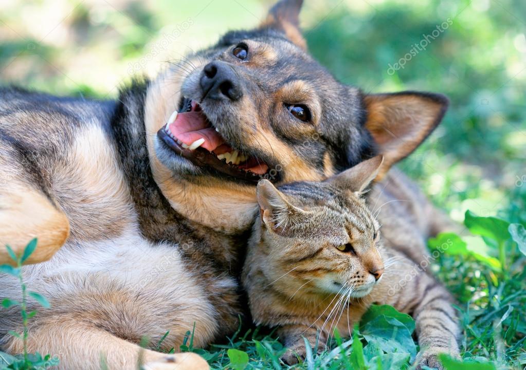 Aynı minder üzerinde dinlenen kedi ve köpek