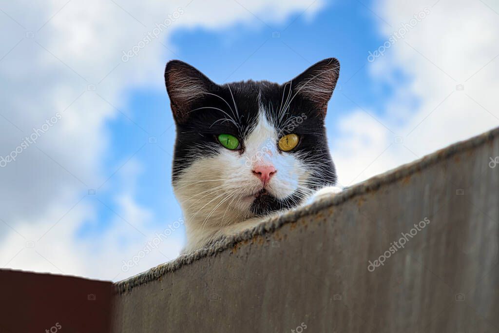 Yakından çekilmiş sakin bir kedi yüzü