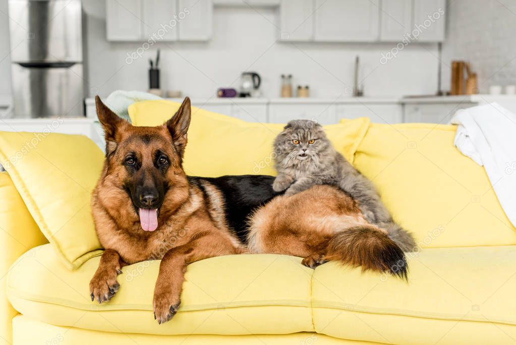 İyileşmiş kedi ve köpeğin yan yana dinlenmesi