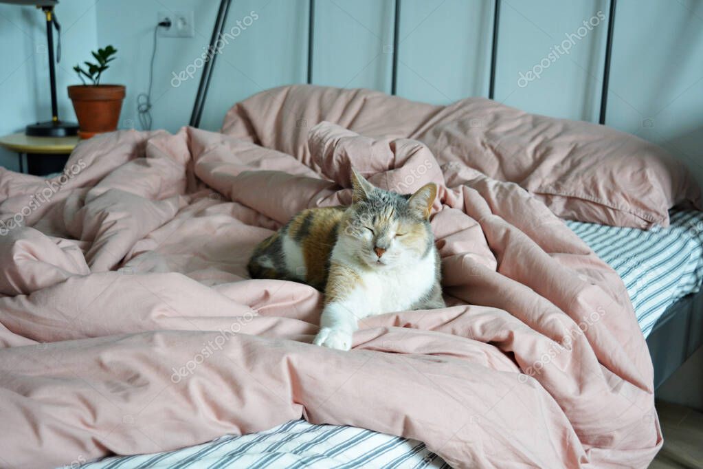 Yeni yuvasında minder üzerinde rahatlayan kedi