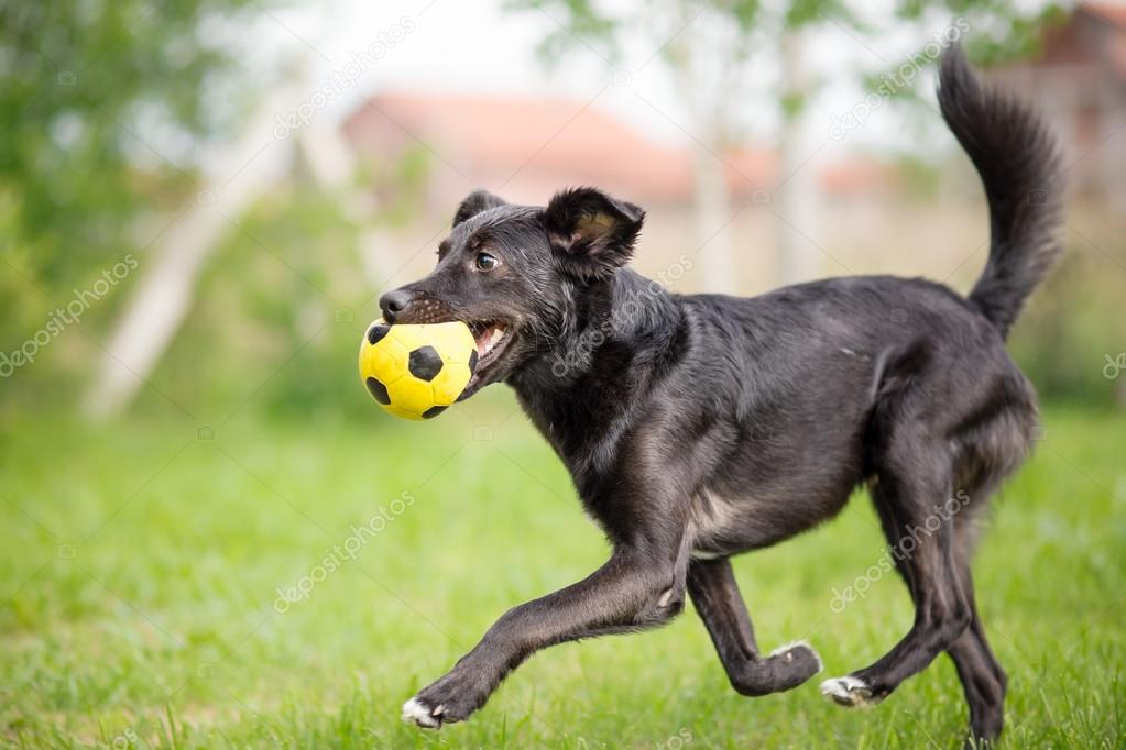 Parkta oyun oynayan mutlu köpek