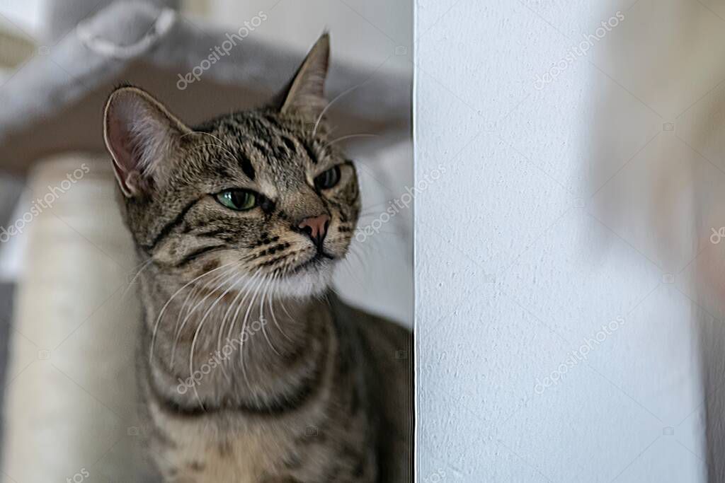 Bakım öncesi ve sonrası belirgin fark görülen kedi