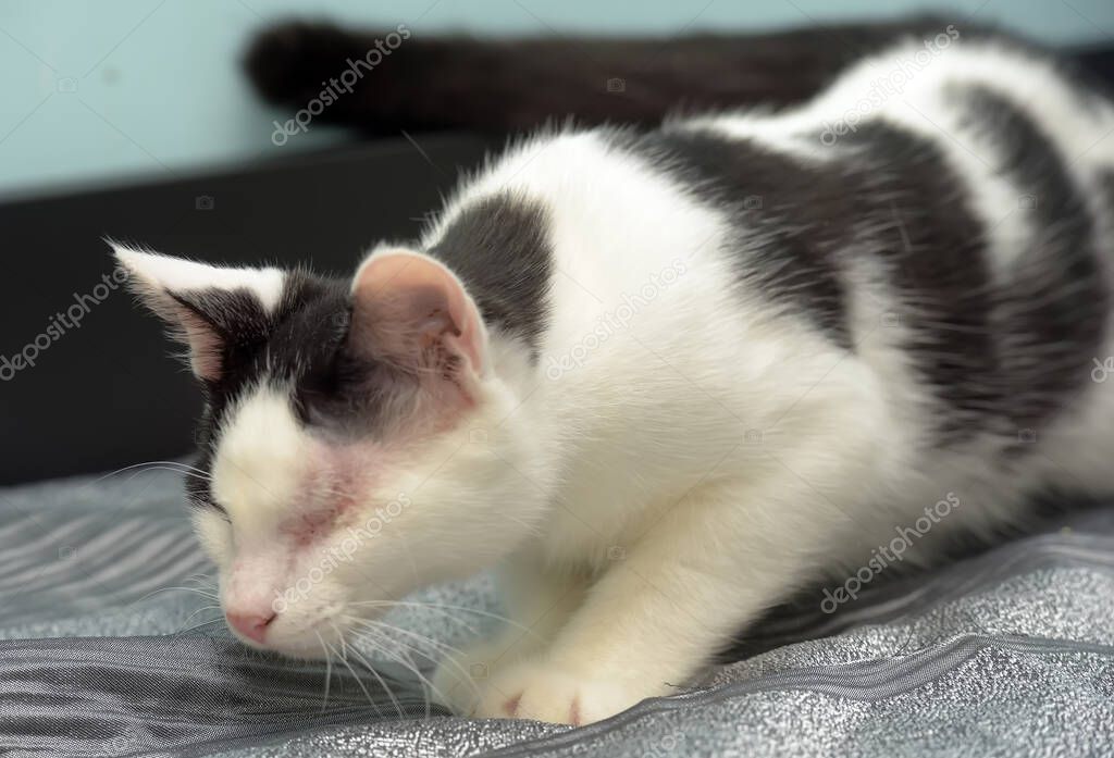 Tedavi öncesi ve sonrası arasındaki farkı gösteren iki kedi fotoğrafı kolajı