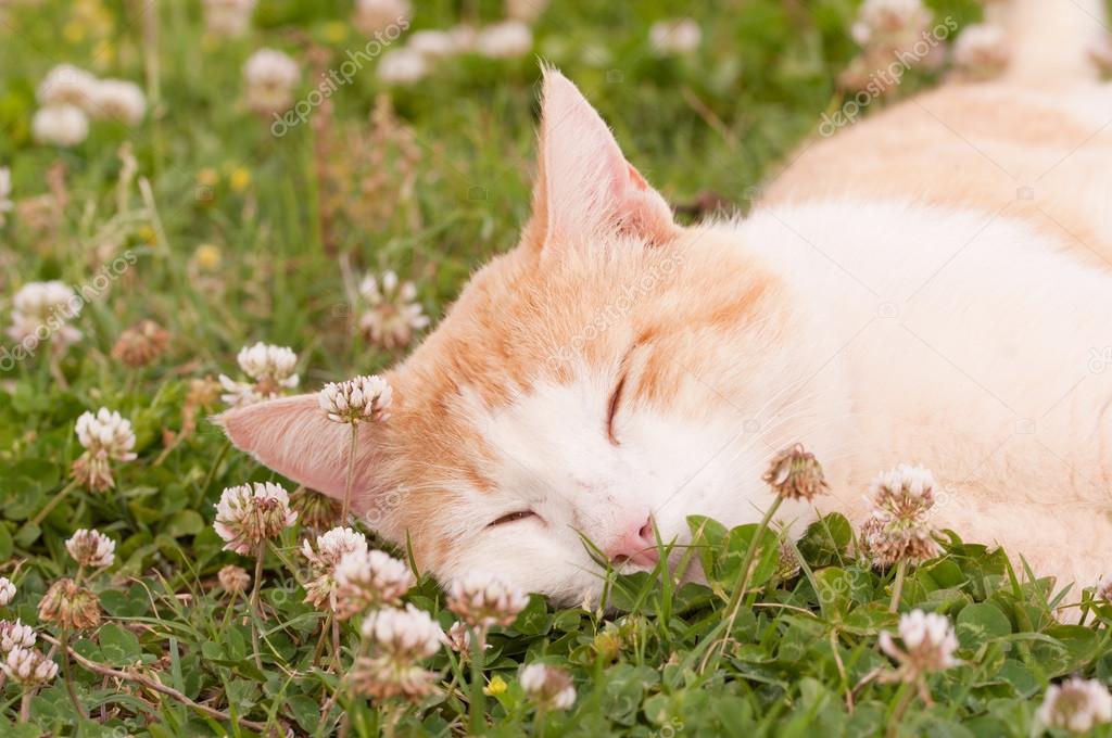 Çimlerin üzerinde rahatça uzanan kedi