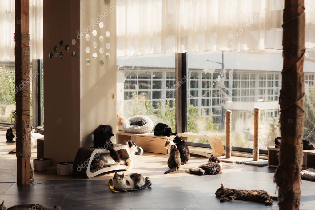 Yumuşak bir battaniye üzerinde dinlenen kedi