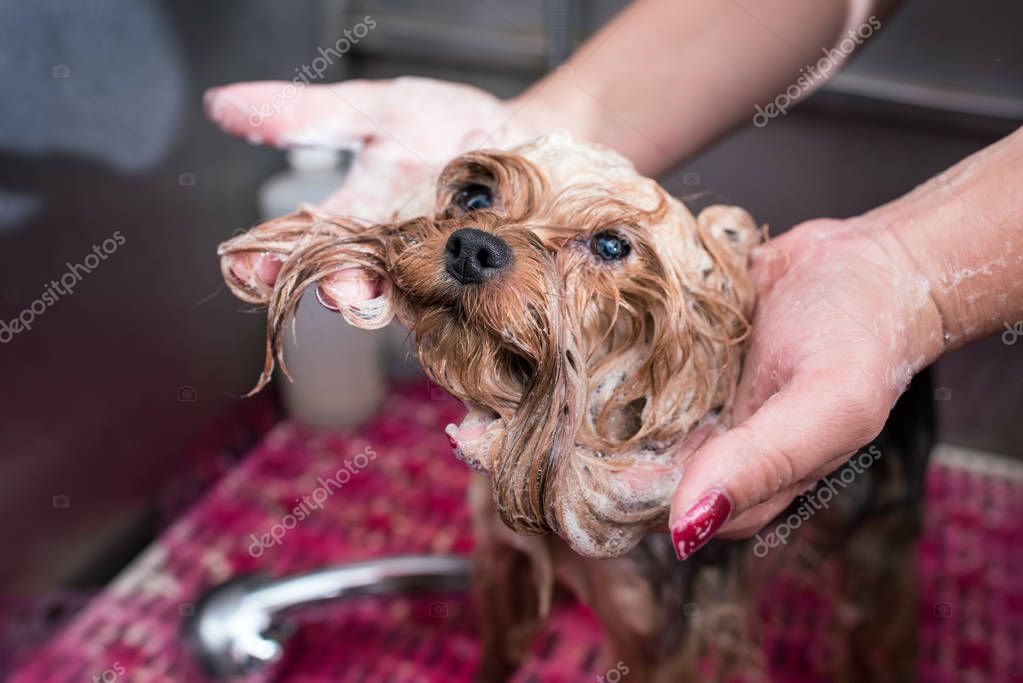 Yıkanan ve kurulanmakta olan köpek