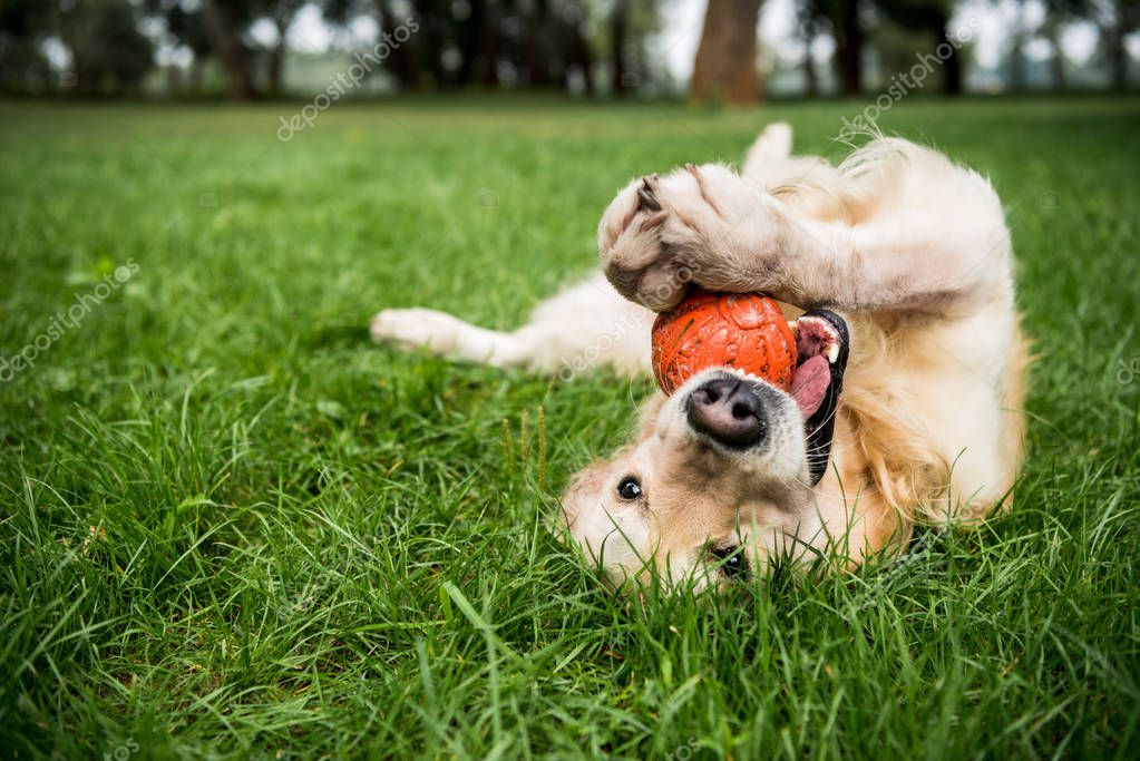 Topla çimlerde oynayan mutlu köpek