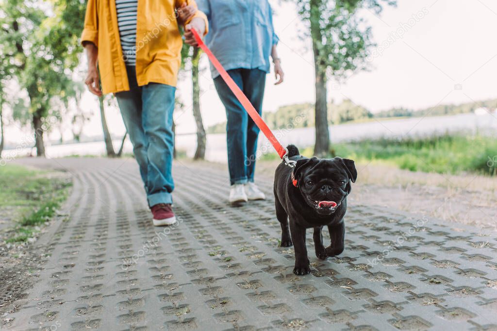 Gezintiye çıkarılan köpek yürüyüşte