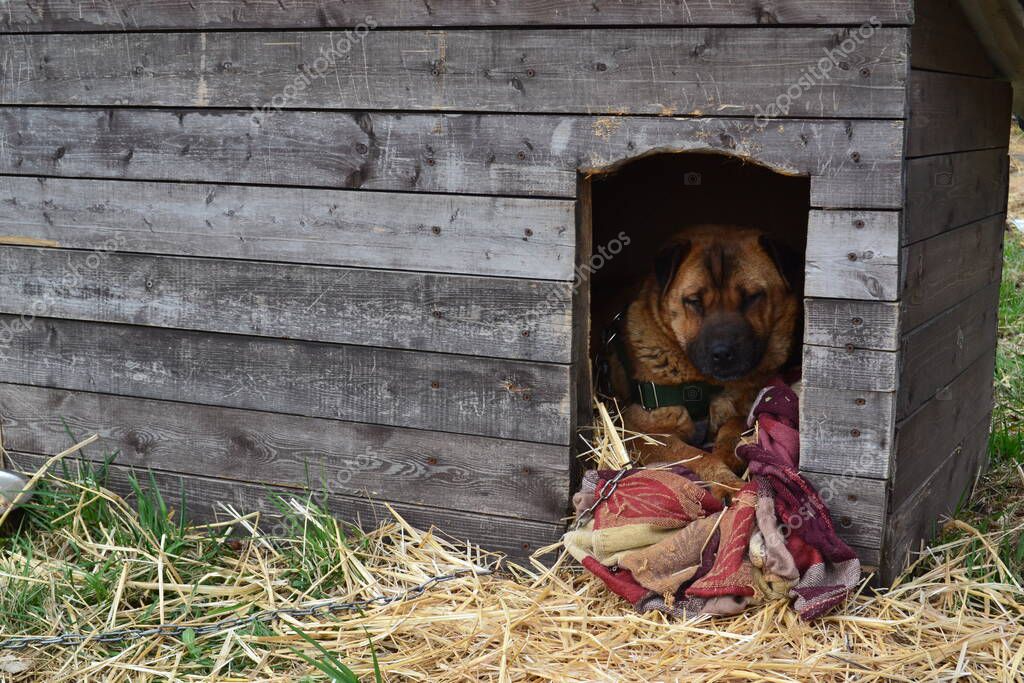 Yatağında dinlenen kurtarılmış köpek