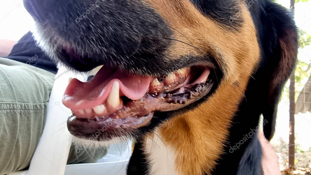 Tedavi öncesi ve sonrası arasındaki farkı gösteren iki köpek fotoğrafı kolajı