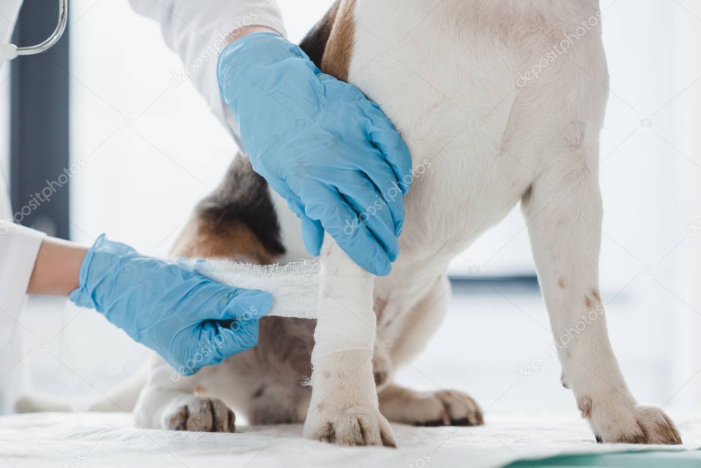 Pansumanı yapılan köpeğin bacağı nazikçe sarılırken