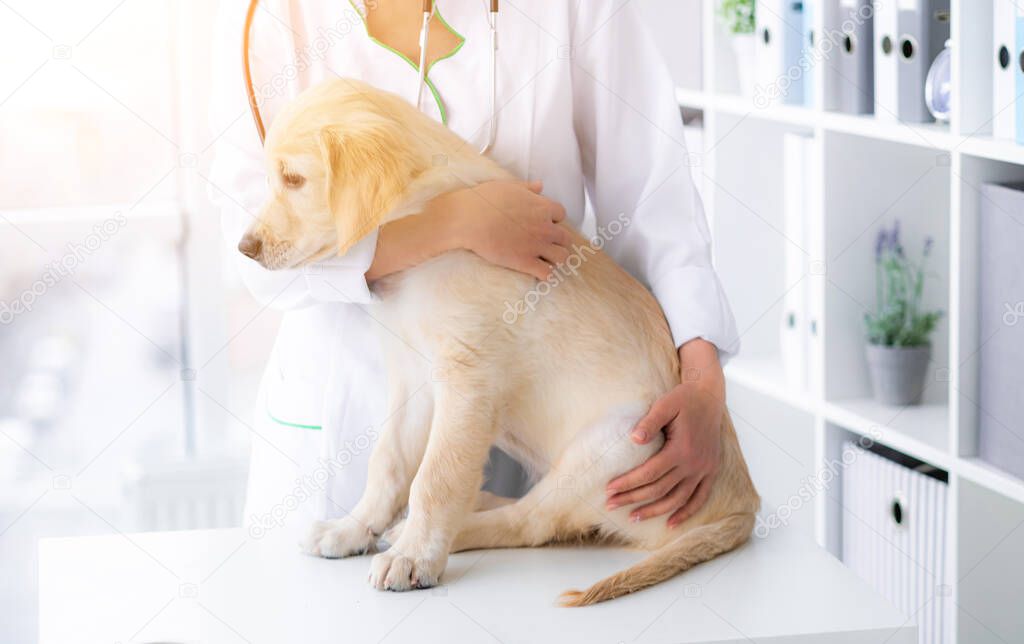 Serum alan köpeğin yanında bekleyen kişi ile sakin bir an