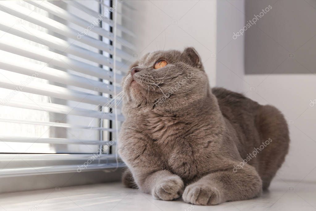 Güneş alan bir pencere kenarında keyif yapan kedi