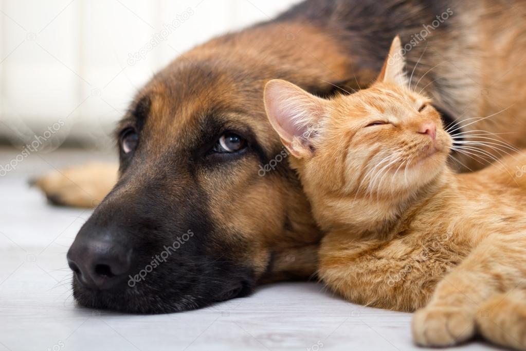 Aynı yatağı paylaşan kedi ve köpek