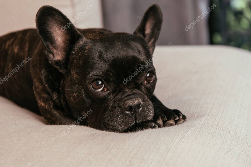 Evde koltuğa kıvrılıp uyuyan köpek