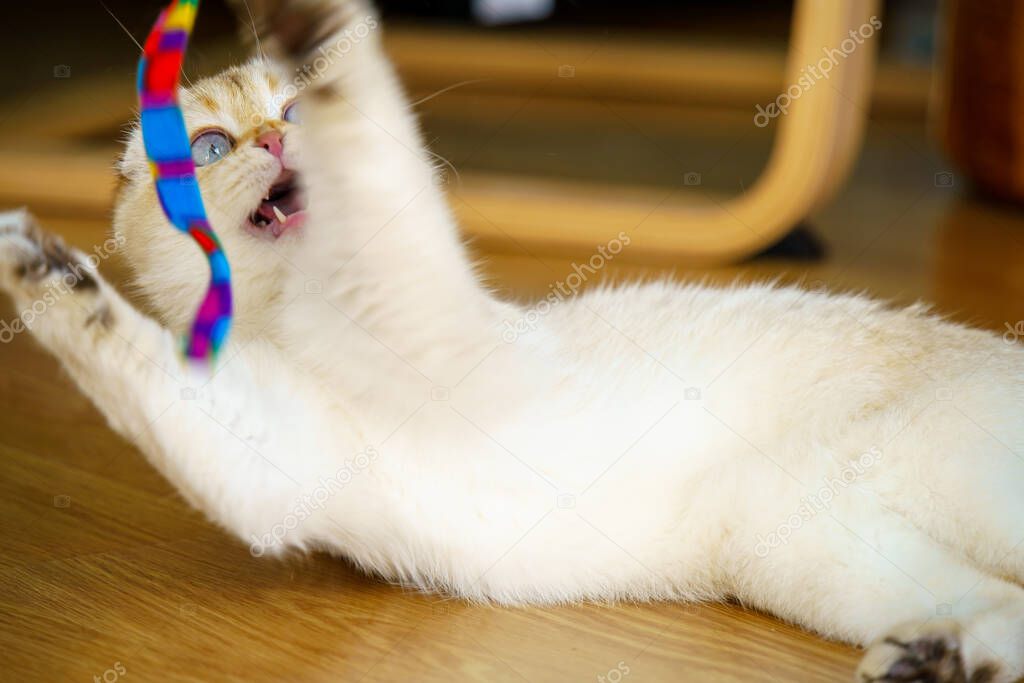 İyileştikten sonra oyuncakla oynayan canlı bakışlı kedi