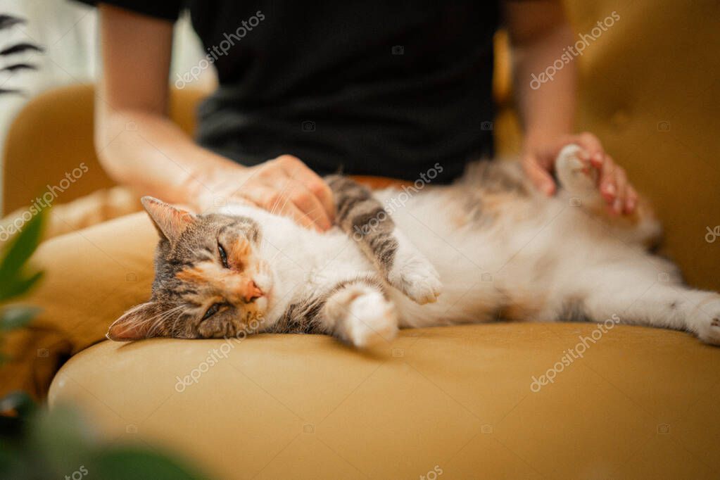 Yeni yuvasında koltuğun üzerinde rahatça uyuyan kedi