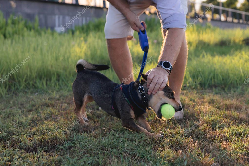 Parkta top peşinde koşan mutlu köpek